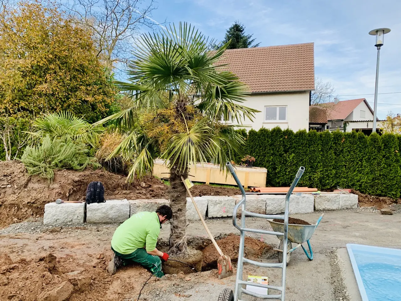 Eine große Palme wird während des Gartenumbaus an ihrem neuen Platz eingesetzt