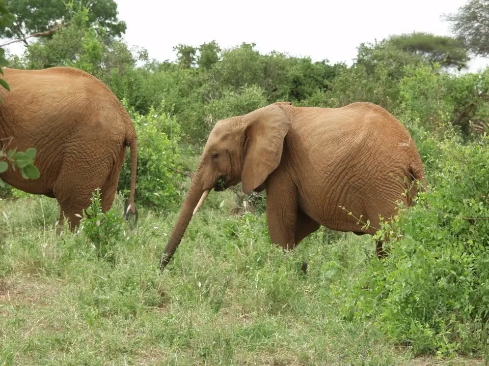 Junger Elefant zwischen grünen Büschen in Kenia