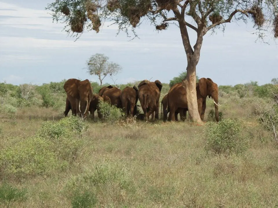 Elefantenherde unter einem großen Baum in Kenia