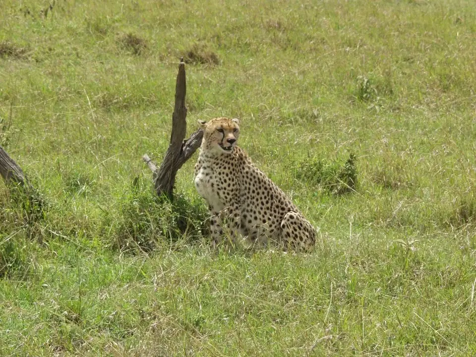 Gepard sitzend im hohen Gras in Kenia