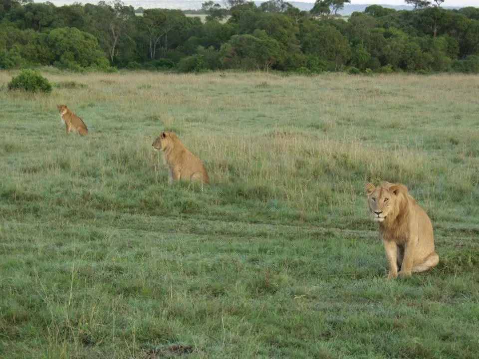 Drei Löwen in der offenen Landschaft Kenias