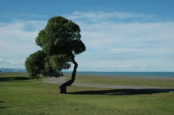 Einzelner Baum auf einer grünen Fläche an der neuseeländischen Küste